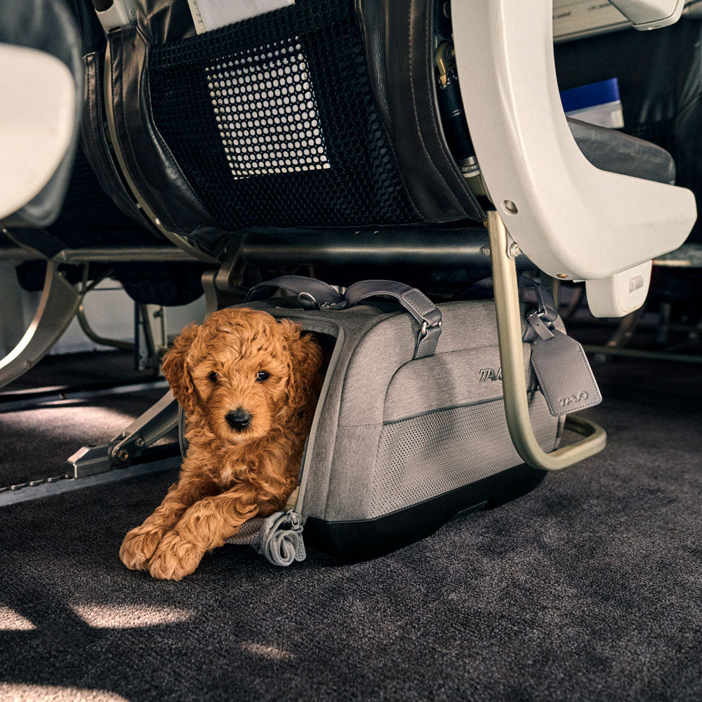 Dog rides under airline seat in TAVO Pets Dupree II Carry-On Pet Car Seat - Merle