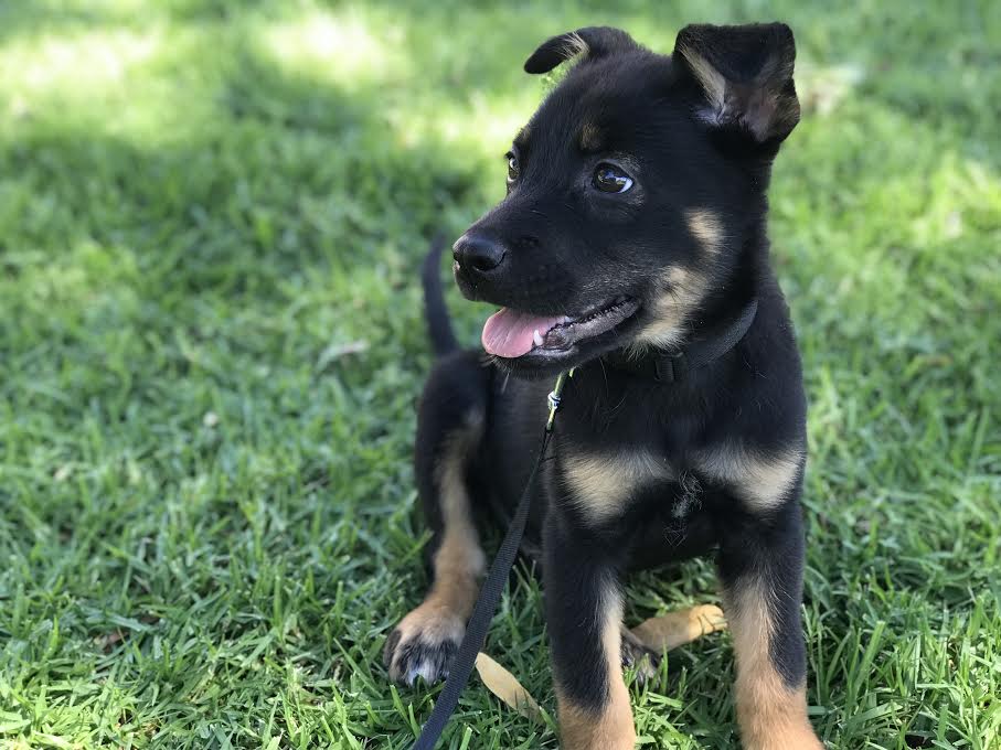 SAHM: We Got a Puppy and I Have Some Thoughts