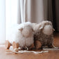 Little Lamb Kind Button Pull-Along Sheep - Taupe