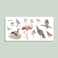 Penguin Random House Our Big Book of Animals (Board Book)