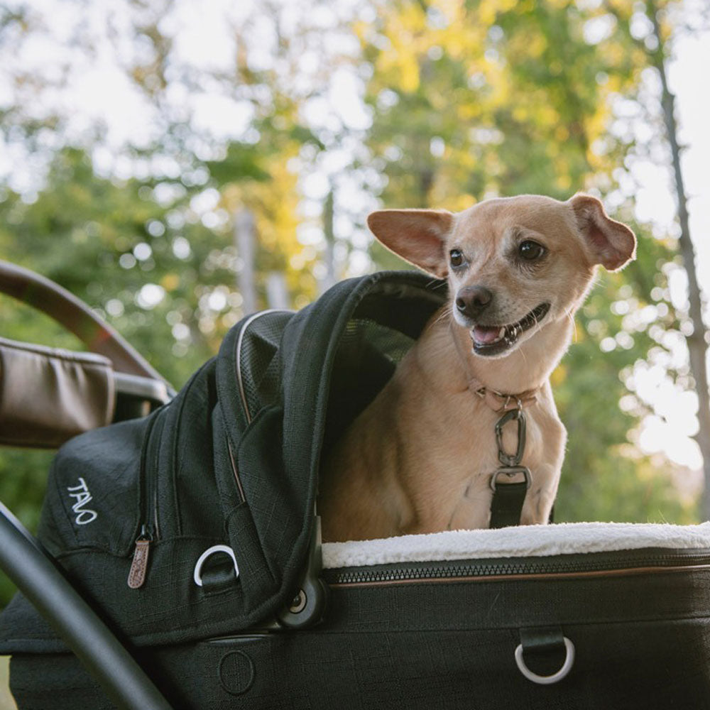 Small dog riding in Tavo Maeve Pet Car Seat - Small Flex - Onyx
